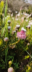 Serruria furcellata