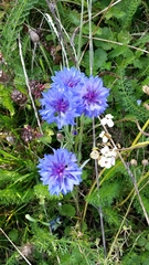 Centaurea cyanus
