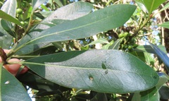 Eriophyes inermae