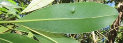 Eriophyes inermae