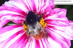 Bombus pyrosoma
