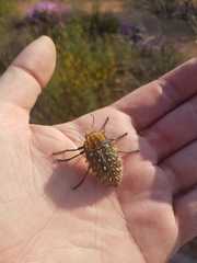 Julodis