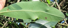 Eriophyes inermae
