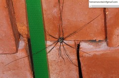 Homolophus serrulatus