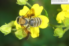 Andrena chengtehensis