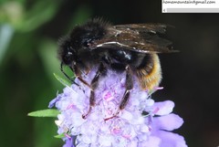 Bombus coreanus