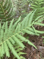 Pelazoneuron kunthii