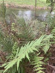 Pelazoneuron kunthii