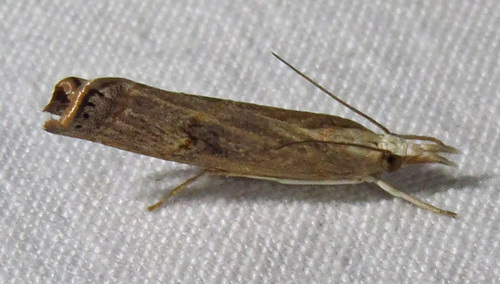 Bluegrass Webworm Moth photo 3