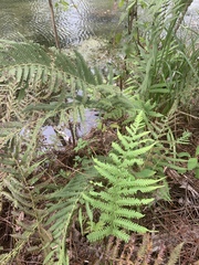 Pelazoneuron kunthii