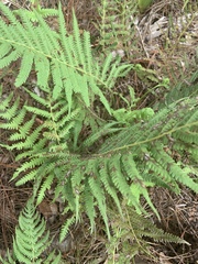 Pelazoneuron kunthii