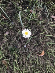 Tripleurospermum inodorum