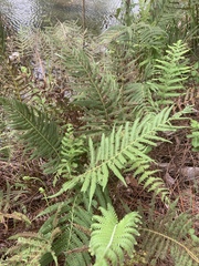 Pelazoneuron kunthii