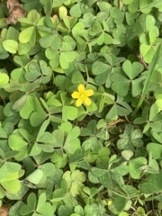 Oxalis