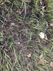 Tripleurospermum inodorum