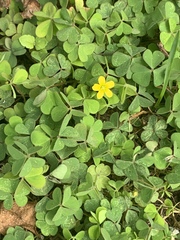 Oxalis