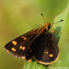 Taractrocera ceramas