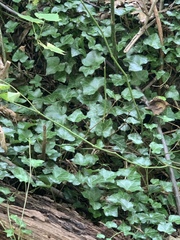 Hedera