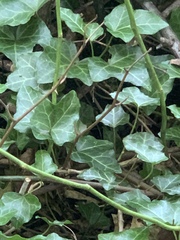 Hedera