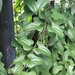 Dioscorea polystachya - Photo no hay derechos reservados