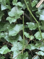 Hedera