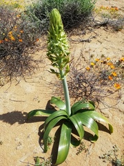 Ornithogalum xanthochlorum