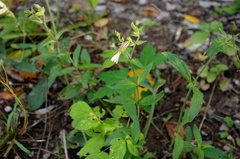 Silene latifolia alba
