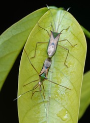 Homoeocerus angulatus