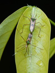 Homoeocerus angulatus