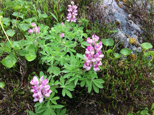 Nootka Lupine