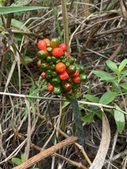 Arisaema dracontium