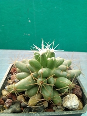 Mammillaria longimamma