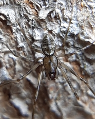 Drapetisca alteranda