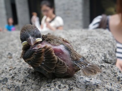Passer montanus