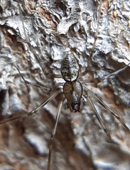 Drapetisca alteranda