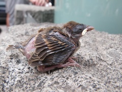 Passer montanus