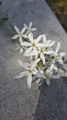 Sabatia difformis
