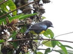 Bangsia melanochlamys