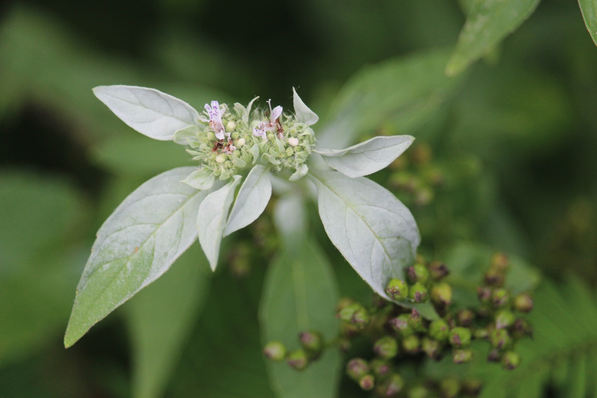 Pycnanthemum pycnanthemoides