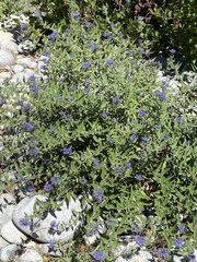 Caryopteris × clandonensis