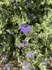 Caryopteris × clandonensis