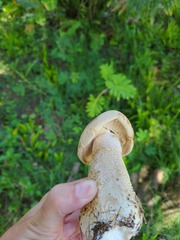 Macrocybe titans