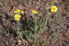 Potentilla astracanica