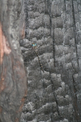 Austroaeschna ingrid