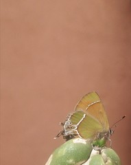 Callophrys xami xami