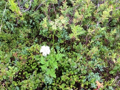 Ligusticum calderi