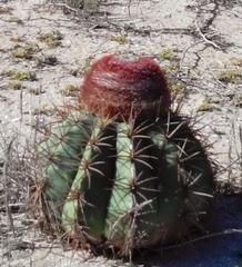 Melocactus curvispinus