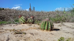 Melocactus curvispinus