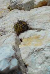 Melocactus curvispinus