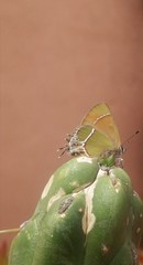 Callophrys xami xami